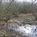 Iron-stained pools beneath the trees of Hallyards wood - probably the consequence of mining subsidence.